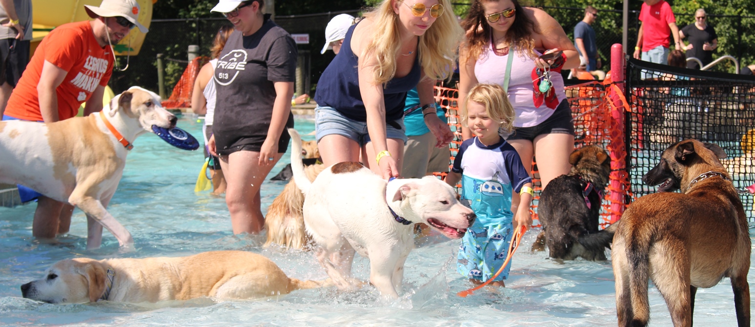 humans wading with dogs at the waterpark